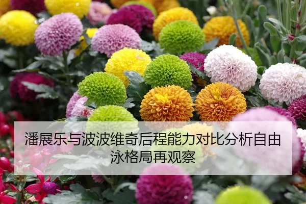 潘展乐与波波维奇后程能力对比分析自由泳格局再观察