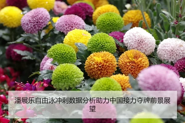 潘展乐自由泳冲刺数据分析助力中国接力夺牌前景展望