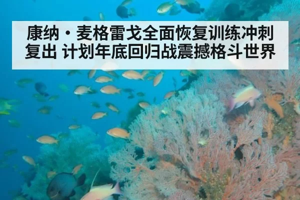 康纳·麦格雷戈全面恢复训练冲刺复出 计划年底回归战震撼格斗世界